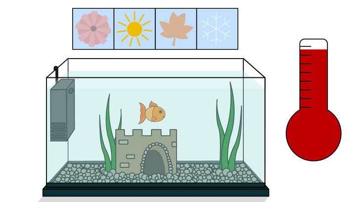 Bước 6: Để nhiệt độ nước thay đổi tự nhiên theo mùa là một cách giúp cá vàng khỏe mạnh và sinh sản tốt.