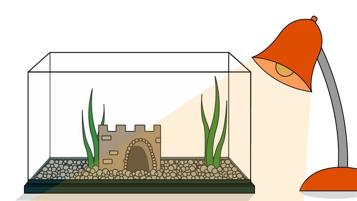 Bước 4: Bố trí một ít tiểu cảnh và đèn cho bể cá là một việc làm cần thiết để tạo ra một môi trường sống tốt cho cá vàng.