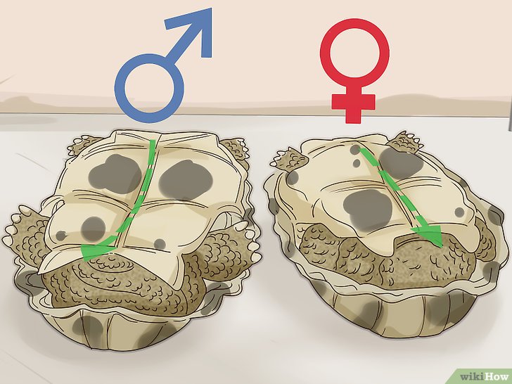 Bước 2: Kiểm tra yếm của rùa là một cách để xác định giới tính của chúng.