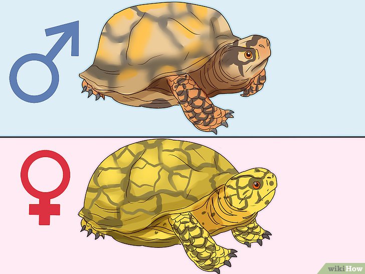 Bước 4: Để xác định giới tính của rùa, bạn cần quan sát đặc điểm cụ thể của từng loài.