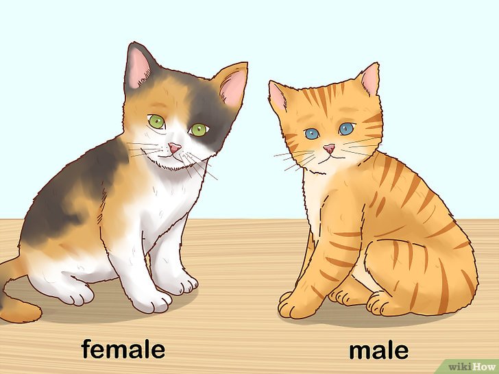 Bước 1: Màu lông của mèo là một đặc điểm hữu ích để xác định giới tính của chúng.