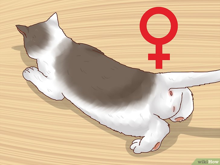 Bước 2: Một số phương pháp để nhận thấy mèo cái đang được vô quy trình sinh đẻ.