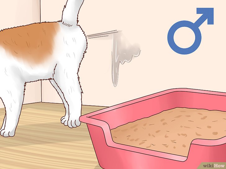 Bước 3: Một trong những cách để biết mèo đực của bạn có đang trong giai đoạn sinh lý hay không là kiểm tra mùi của nước tiểu.