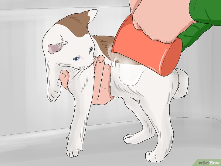 Bước 3: Khi tắm cho mèo, có hai phương pháp chính là dội nước hoặc nhúng mèo vào nước.