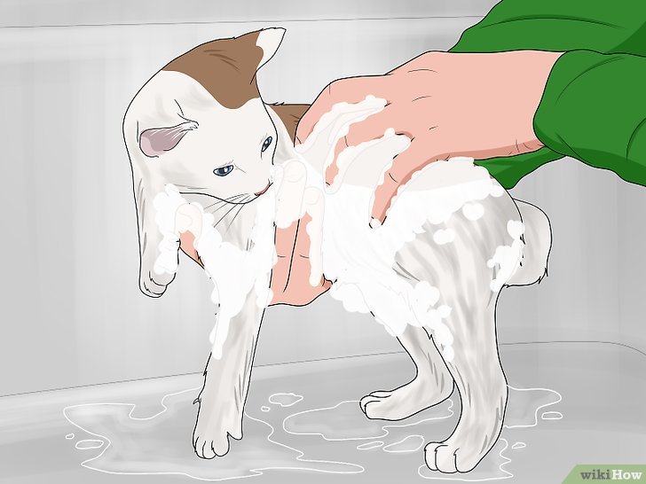 Bước 4: Để tắm cho mèo, bạn cần sử dụng dầu gội phù hợp với da và lông của chúng.
