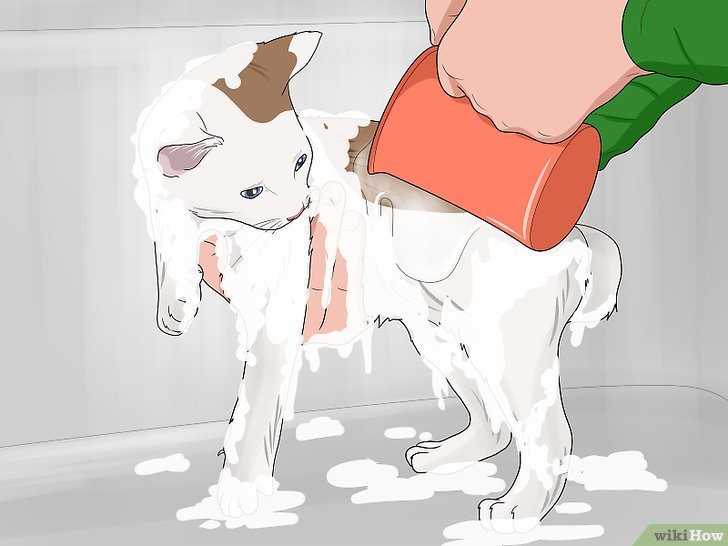 Bước 5: Để tắm sạch cho mèo, bạn nên sử dụng nước ấm và dầu gội dành cho mèo.