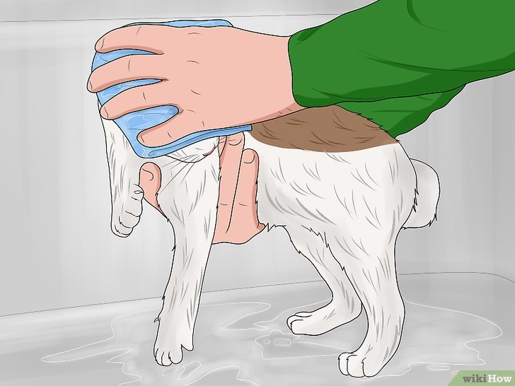 Bước 6: Để chăm sóc cho khuôn mặt của mèo, bạn không cần sử dụng dầu gội đầu.