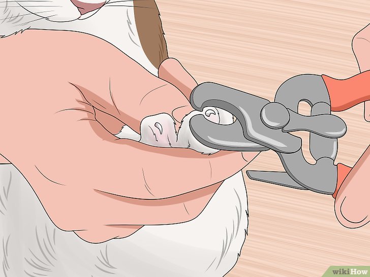 Bước 2: Cách cắt móng cho mèo con và giúp chúng bớt sợ.