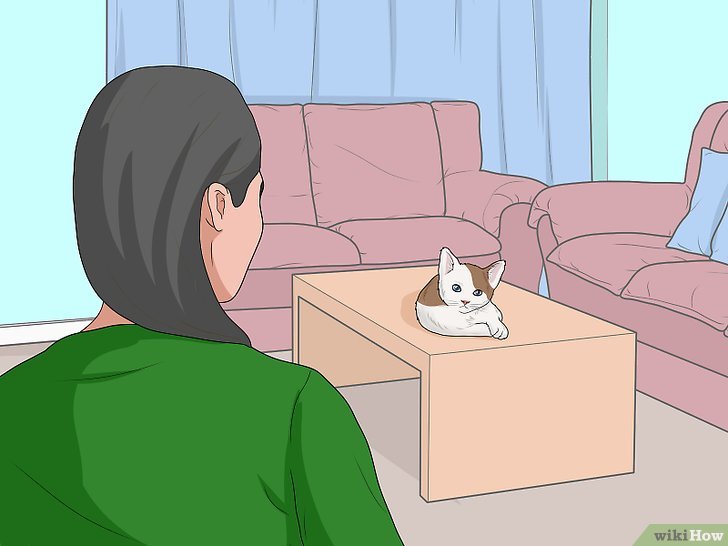 Bước 8: Bạn nên tắm cho mèo khi chúng đang bình tĩnh, nghỉ ngơi, hoặc thư giãn.