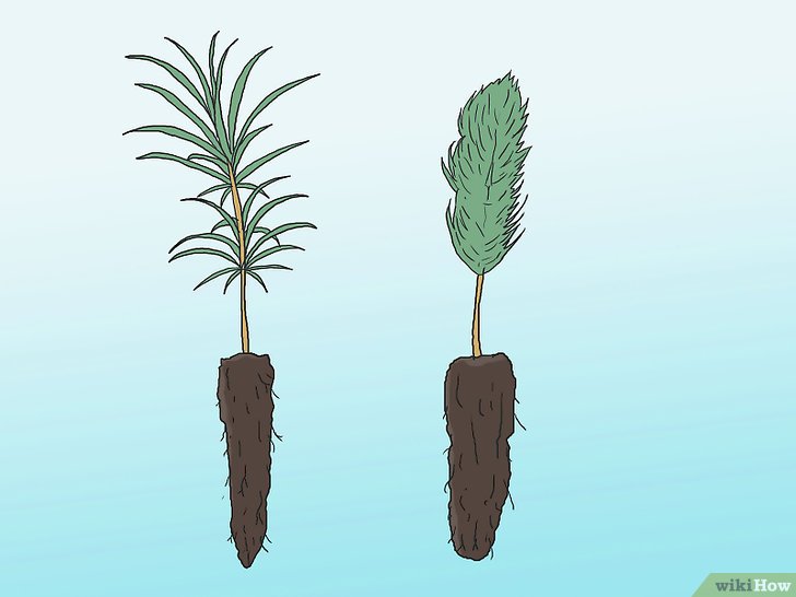 Bước 1: Nếu bạn muốn trồng cây thông làm cảnh, bạn cần tìm hiểu về các giống thông khác nhau và chọn loại phù hợp nhất với điều kiện nơi bạn ở.