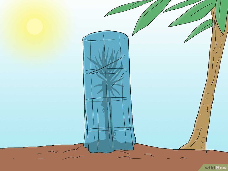 Bước 10: Cây thông con cần được bảo vệ khỏi ánh nắng mặt trời quá gắt, vì nó có thể làm khô lá và gây chết cây.