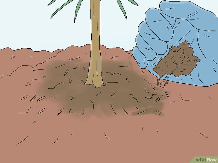 Bước 1: Để chăm sóc cây thông tốt nhất, bạn nên bón phân và rải lớp bồi quanh gốc cây thường xuyên.