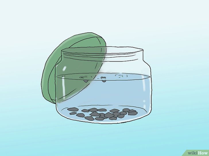 Bước 5: Để hạt thông có thể nảy mầm, bạn cần ngâm chúng trong nước lọc ở nhiệt độ phòng trong khoảng thời gian từ một đến hai ngày.