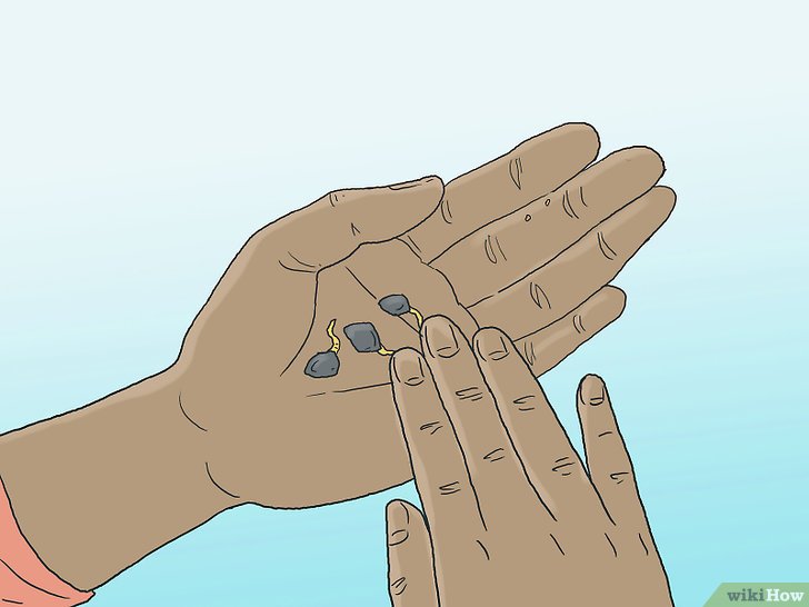 Bước 9: Để kiểm tra sự nảy mầm của hạt đều đặn hàng tuần, bạn cần hiểu quá trình nảy mầm của hạt giống thông.