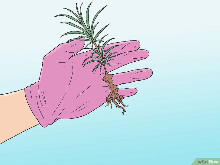 Bước 3: Để chăm sóc cây con trước khi trồng, bạn cần tưới nước và sắp xếp lại phần rễ nếu cần.