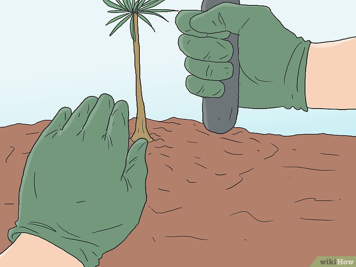 Bước 8: Để trồng cây thành công, bạn cần chọn hố trồng phù hợp với kích thước và loại cây.