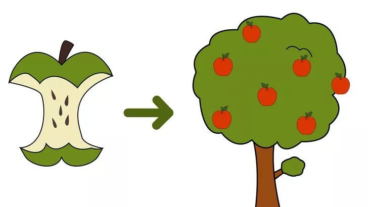 Bước 4: Nếu bạn muốn trồng cây ăn quả từ hạt, bạn cần biết rằng không phải loại hạt nào cũng cho ra cây giống như cây mẹ.
