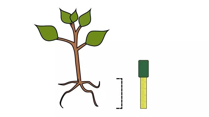 Bước 2: Đo bầu rễ là một bước quan trọng trong quá trình trồng cây.