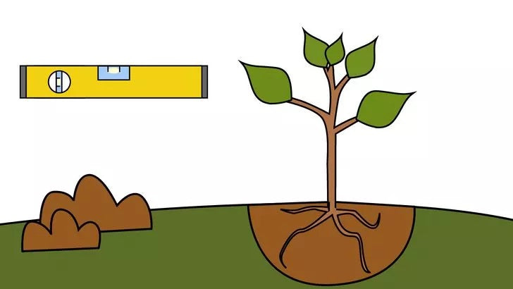 Bước 5: Một trong những bước quan trọng nhất khi trồng cây là lấp đất vào hố.