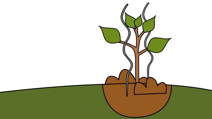 Bước 7: Cây trồng của bạn có thể cần được hỗ trợ bằng cọc để phát triển khỏe mạnh và chống lại gió.