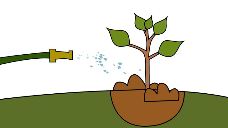 Bước 1: Tưới nước cho cây mới trồng là một bước quan trọng để giúp cây phát triển khỏe mạnh.
