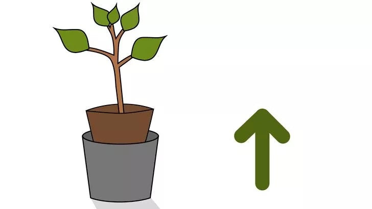Bước 3: Chuẩn bị cây trồng là một bước quan trọng để tạo điều kiện tốt nhất cho cây phát triển.