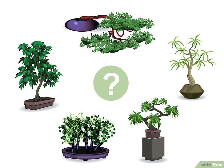 Bước 1: Để trồng cây bonsai thành công, bạn cần chọn loài cây phù hợp với khí hậu nơi bạn sống.