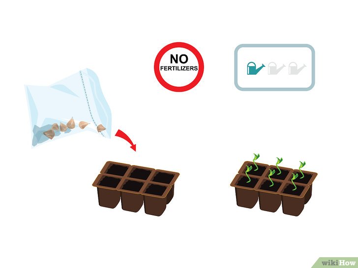 Bước 3: Để trồng cây từ hạt, bạn cần chuẩn bị một khay hoặc chậu ươm có đất tốt.