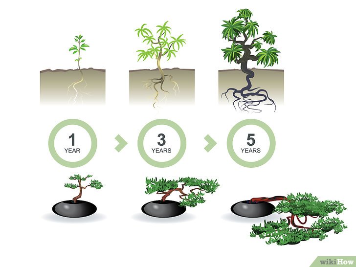 Bước 4: Để trồng cây bonsai, bạn cần phải chọn loại cây và kích thước phù hợp với ý tưởng của bạn.