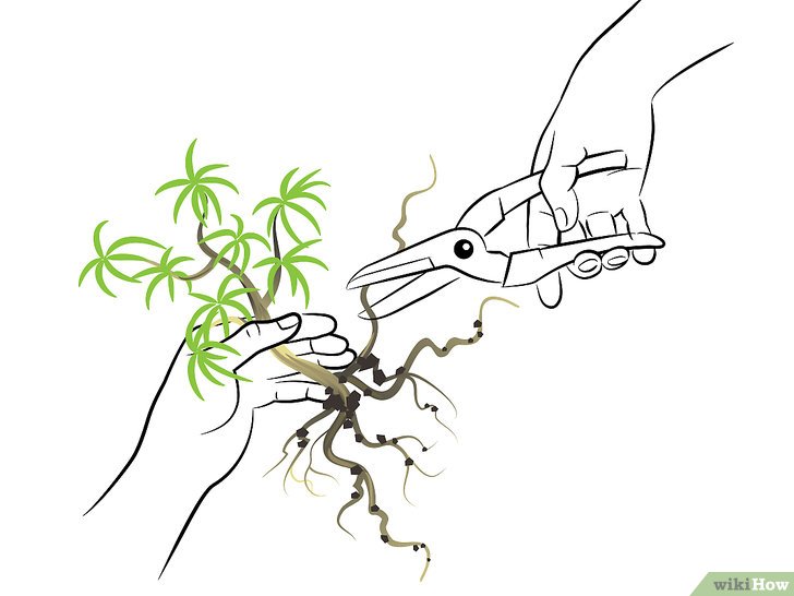 Bước 3: Tỉa rễ là một bước quan trọng trong việc chăm sóc cây bonsai.