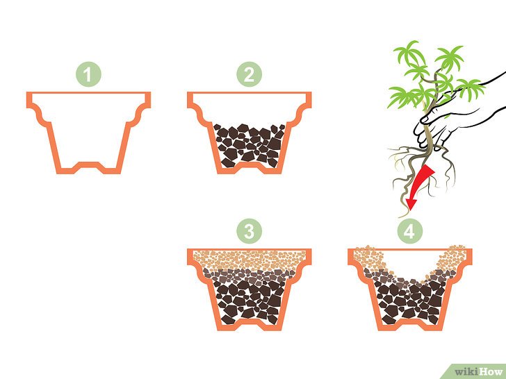 Bước 4: Để trồng cây trong chậu, bạn cần chuẩn bị chậu và đất phù hợp.