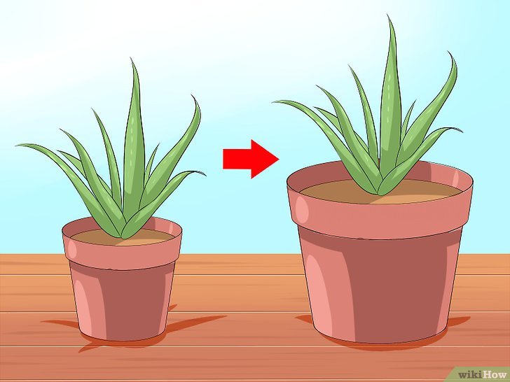 Bước 1: Nha đam là một loại cây dễ trồng và chăm sóc, nhưng để cây phát triển tốt, bạn cần lưu ý một số điều về chậu trồng và cách tưới nước.