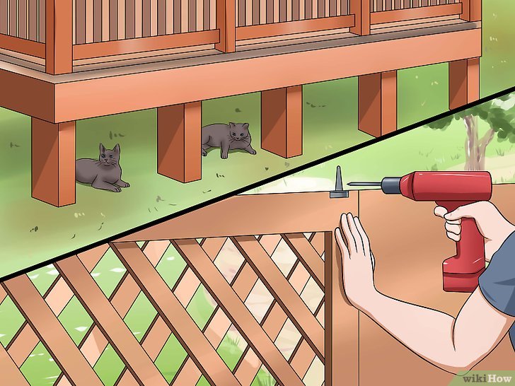Bước 3: Để ngăn mèo hoang xâm nhập vào nhà bạn, bạn cần phải loại bỏ những nơi trú ẩn mà chúng có thể tìm thấy.