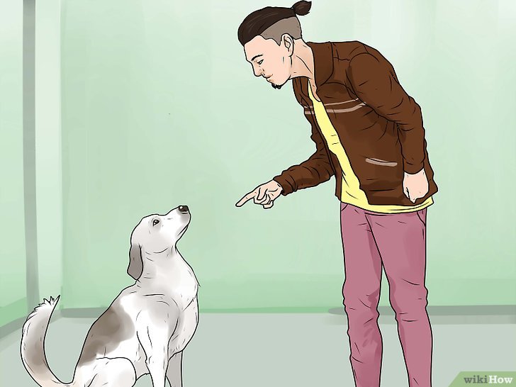 Bước 5: Một cách khác để giải quyết vấn đề sủa của chó là tìm kiếm sự trợ giúp của một người chuyên nghiệp.
