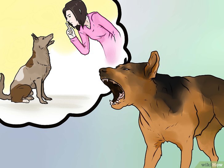Bước 2: Không la hoặc hét khi chó đang sủa là một trong những nguyên tắc cơ bản của việc nuôi chó.