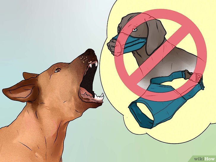 Bước 3: Tránh phụ thuộc vào rọ mõm để chó ngưng sủa.