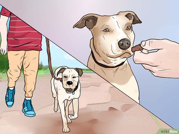 Bước 3: Một cách hiệu quả để ngăn chó sủa khi đi dạo là sử dụng phần thưởng.