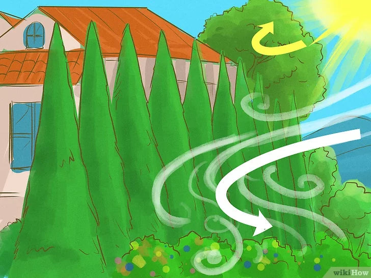 Bước 7: Trồng cây phòng hộ để bảo vệ nhà trước tác động của gió và mặt trời.