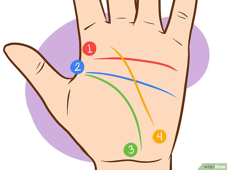 Bước 2: Bốn đường chỉ tay chính trong lòng bàn tay và ý nghĩa của chúng.