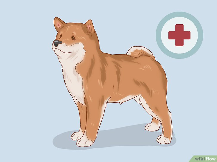 Bước 3: Để nuôi một chú cún Shiba Inu khỏe mạnh và hạnh phúc, bạn cần chú ý đến một số vấn đề về sức khoẻ của chúng.