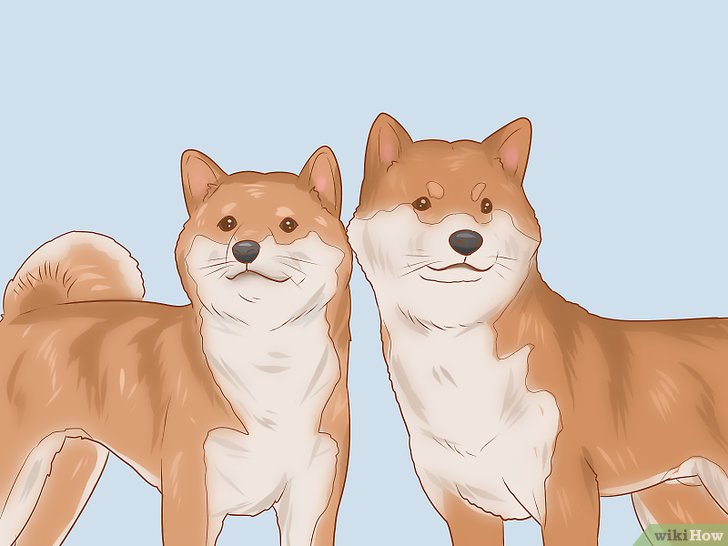Bước 4: Nếu bạn muốn nuôi một chú cún Shiba Inu, bạn cần chú ý đến ngoại hình của chó bố và mẹ, vì nó sẽ ảnh hưởng đến cún con sau này.