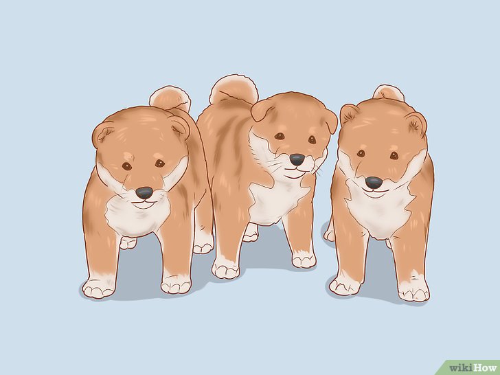 Bước 1: Một trong những bước quan trọng nhất khi muốn nuôi một chú cún con Shiba Inu là phải nghiên cứu kỹ lưỡng về đàn chó mà bạn định mua.