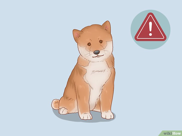 Bước 2: Bạn có biết rằng Shiba Inu cũng là một trong những giống chó khó nuôi nhất không?