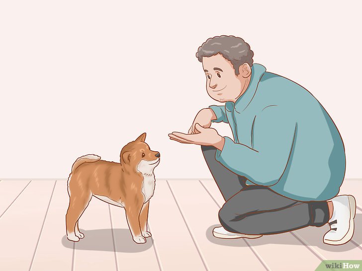 Bước 3: Nếu bạn muốn tìm một chú cún Shiba Inu có sự hiếu kỳ tự nhiên về con người, bạn cần chú ý đến một số điều sau.