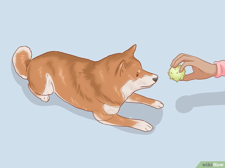 Bước 5: Một cách khác để kiểm tra mức độ tiếp thu của cún Shiba Inu là xem chúng có thể học được những mệnh lệnh đơn giản hay không.