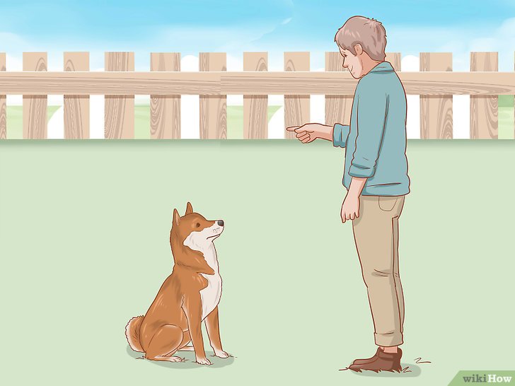Bước 2: Để huấn luyện chó Shiba Inu, bạn cần phải hiểu rằng chúng không phải là giống chó ngoan ngoãn và dễ bị chi phối.