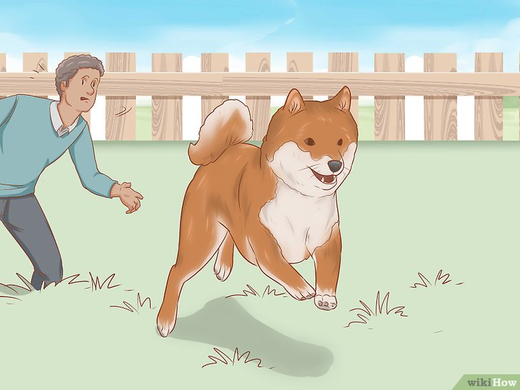 Bước 3: Shiba Inu có tính cách khác biệt với nhiều giống chó khác, bởi chúng rất thích tự do và không quá phụ thuộc vào con người.