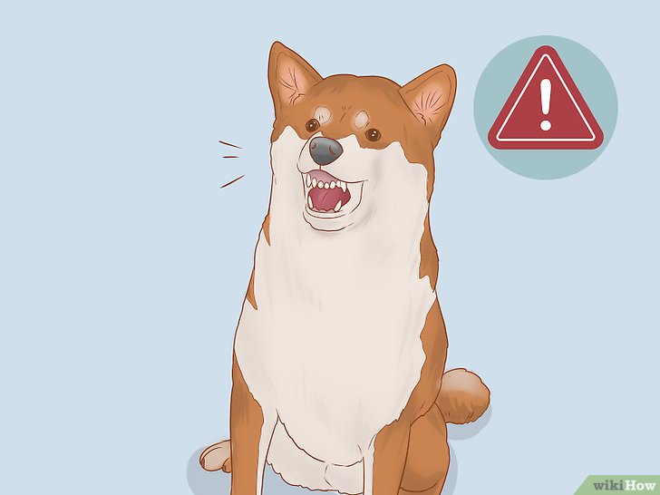 Bước 5: Chó Shiba thường rất độc lập và không thích bị quấy rầy.