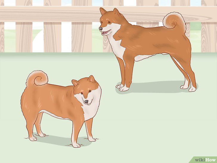 Bước 6: Nếu bạn đang muốn nuôi một chú chó Shiba Inu, bạn có thể phân vân giữa việc chọn con đực hay con cái.