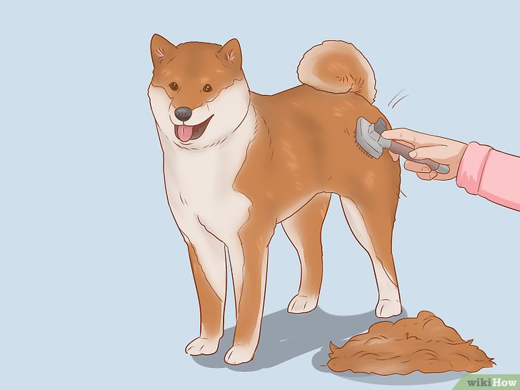 Bước 7:  Chăm sóc lông chó Shiba Inu là một công việc quan trọng để giữ cho chúng khỏe mạnh và đẹp.